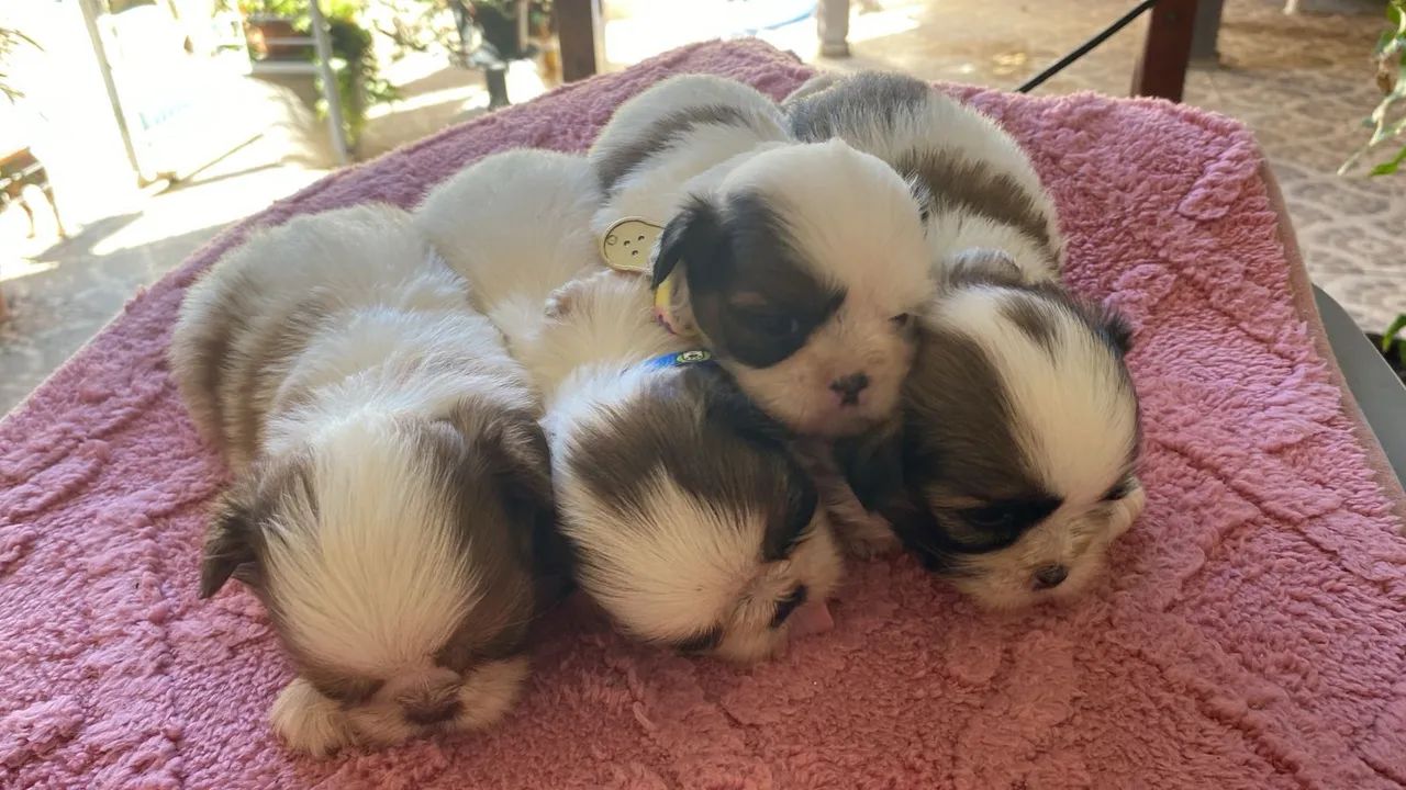 Shitzu filhotes machos - Foto 4