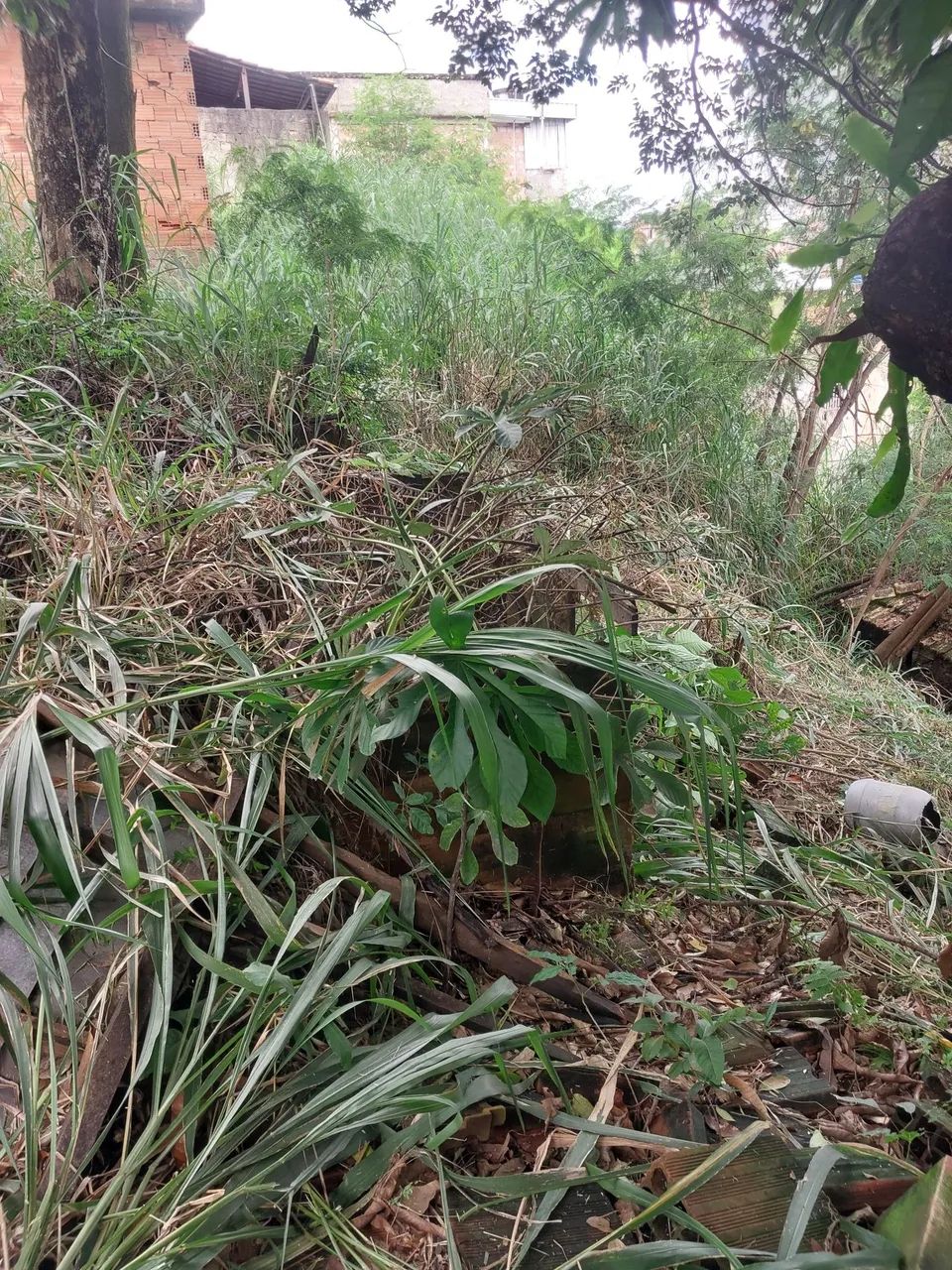 Lote a venda na balança  - Foto 2