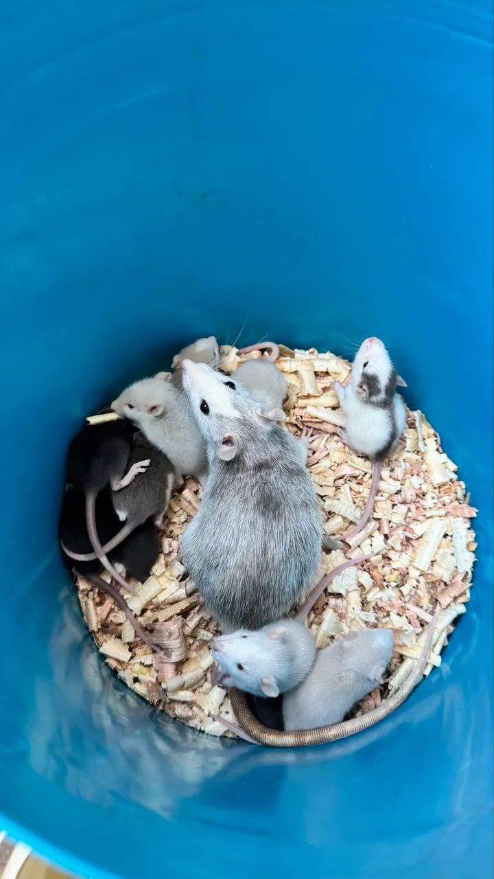 RATOS DUMBO - Foto 2