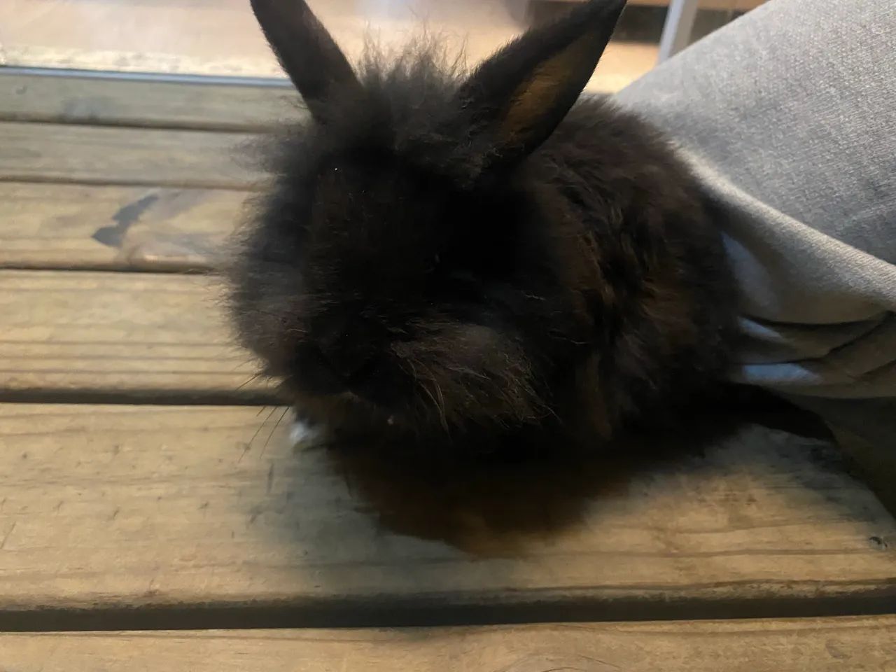 vendo coelhinhos (raça : lyon e mini