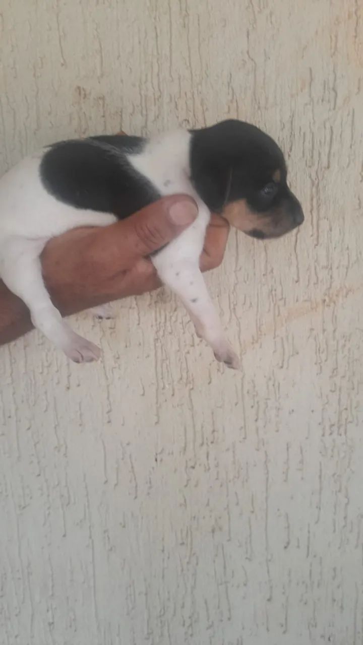 Animais de estimação - Foto 3