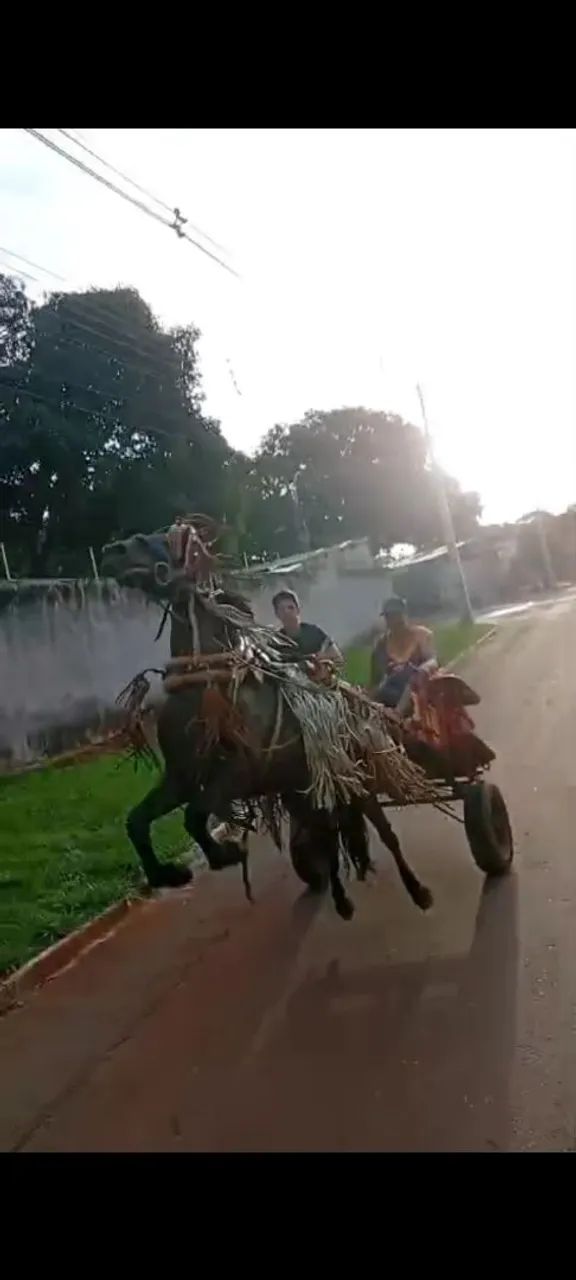 égua para venda - Foto 2