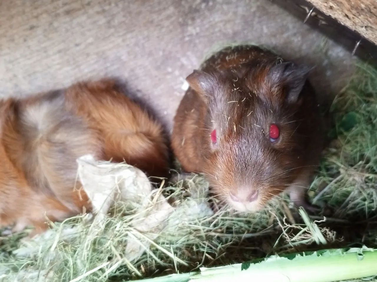 Porquinho da índia - Foto 3