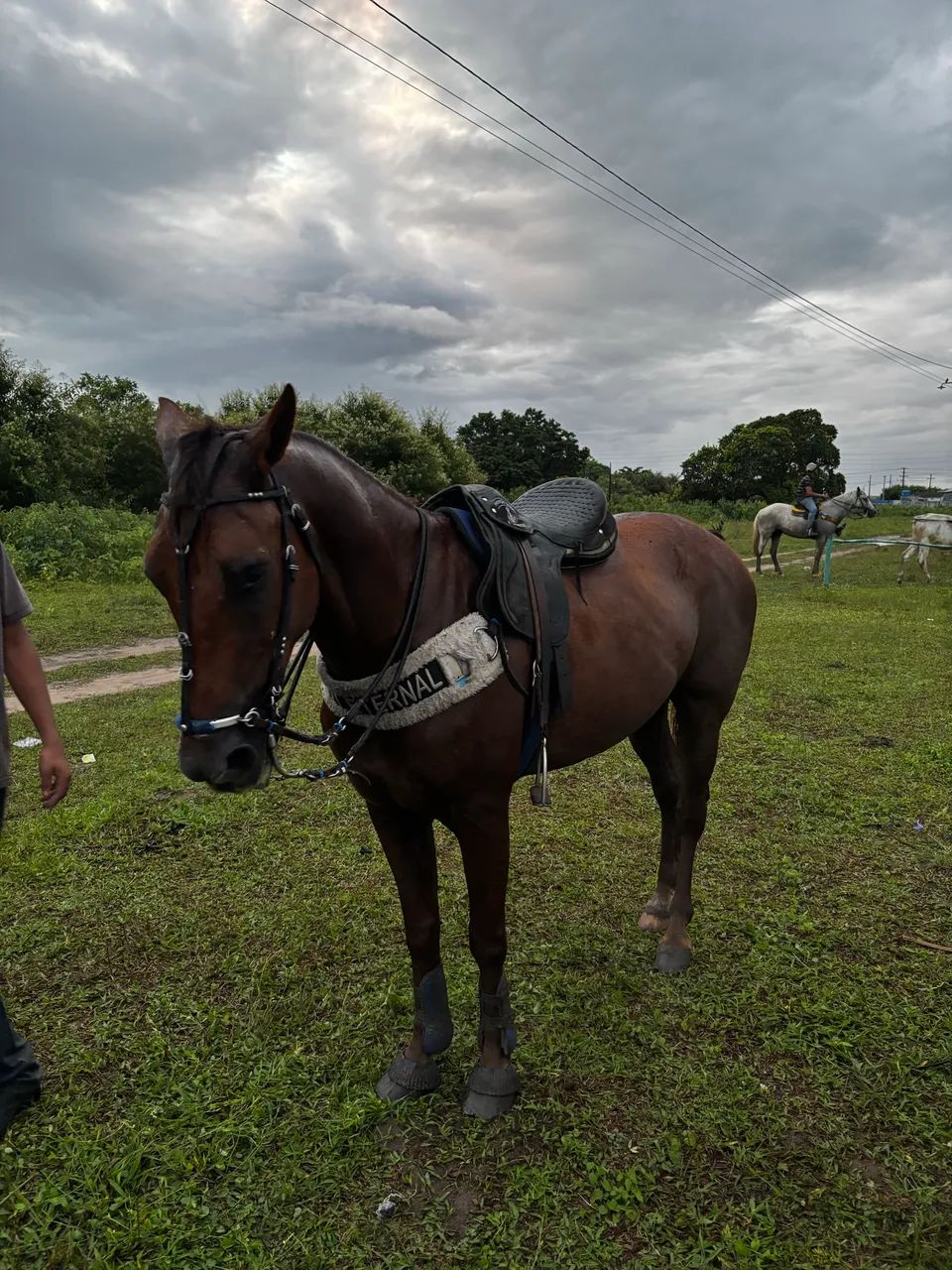 Cavalo de esquerda