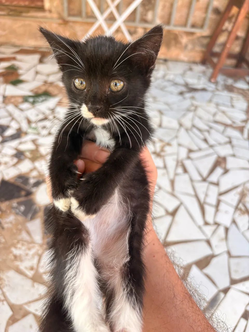 Gatinhas para adoção  - Foto 2