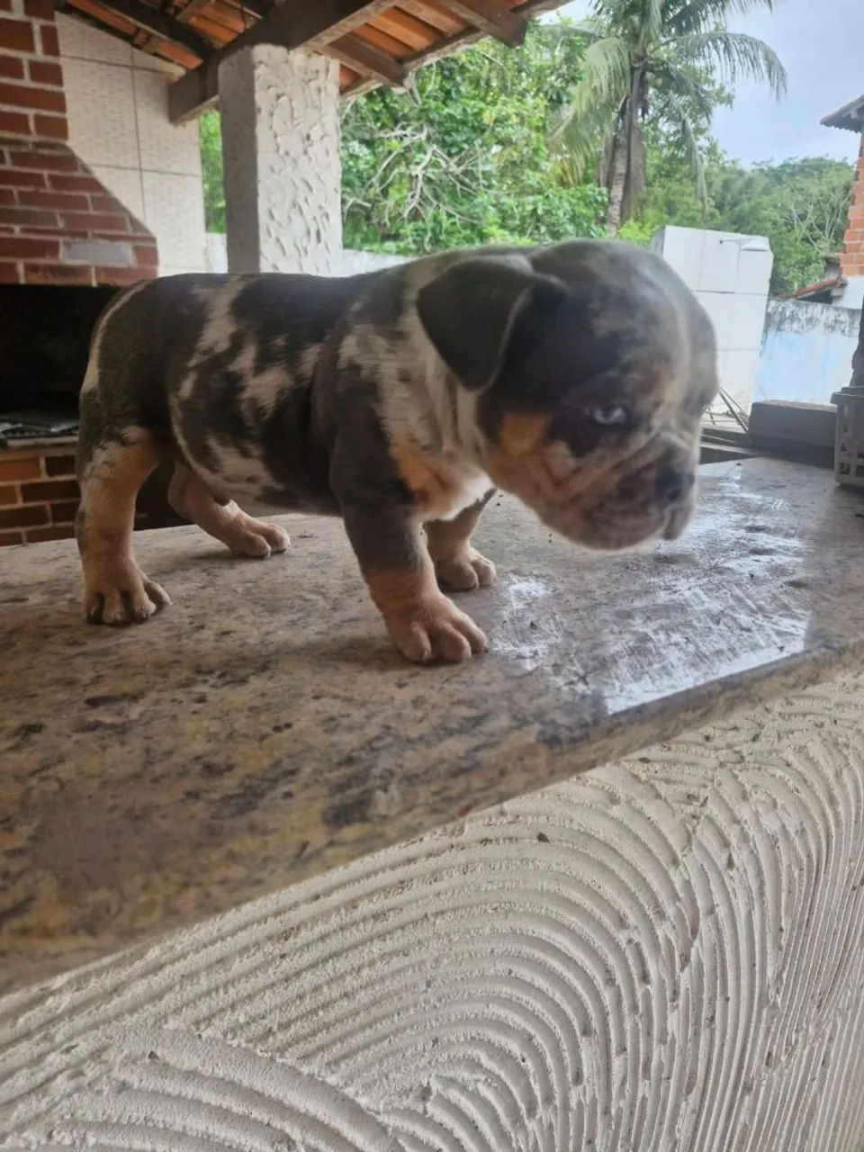 Bully - Foto 2