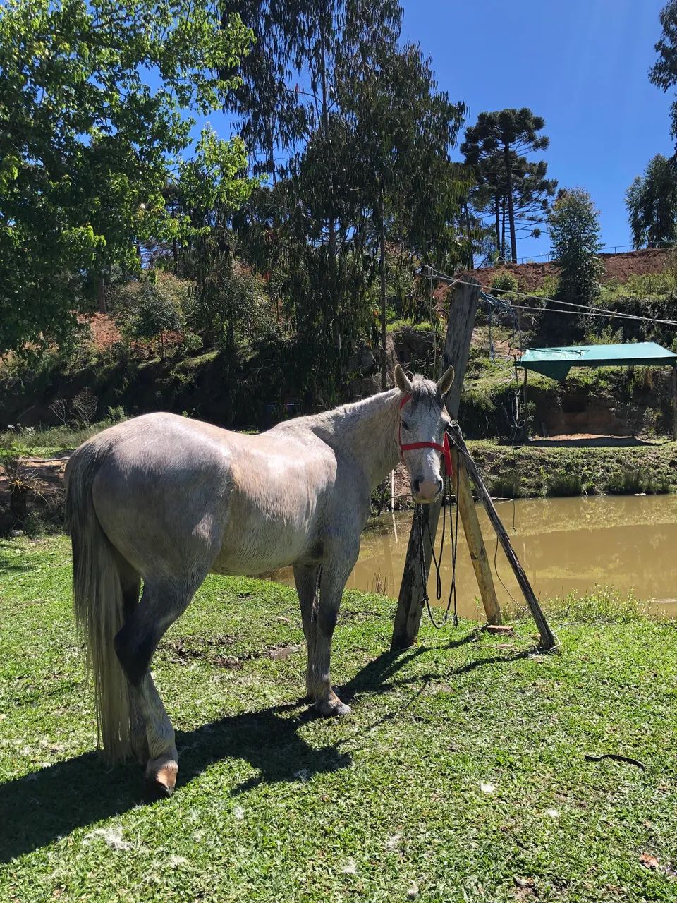 Cavalo petiço  - Foto 3