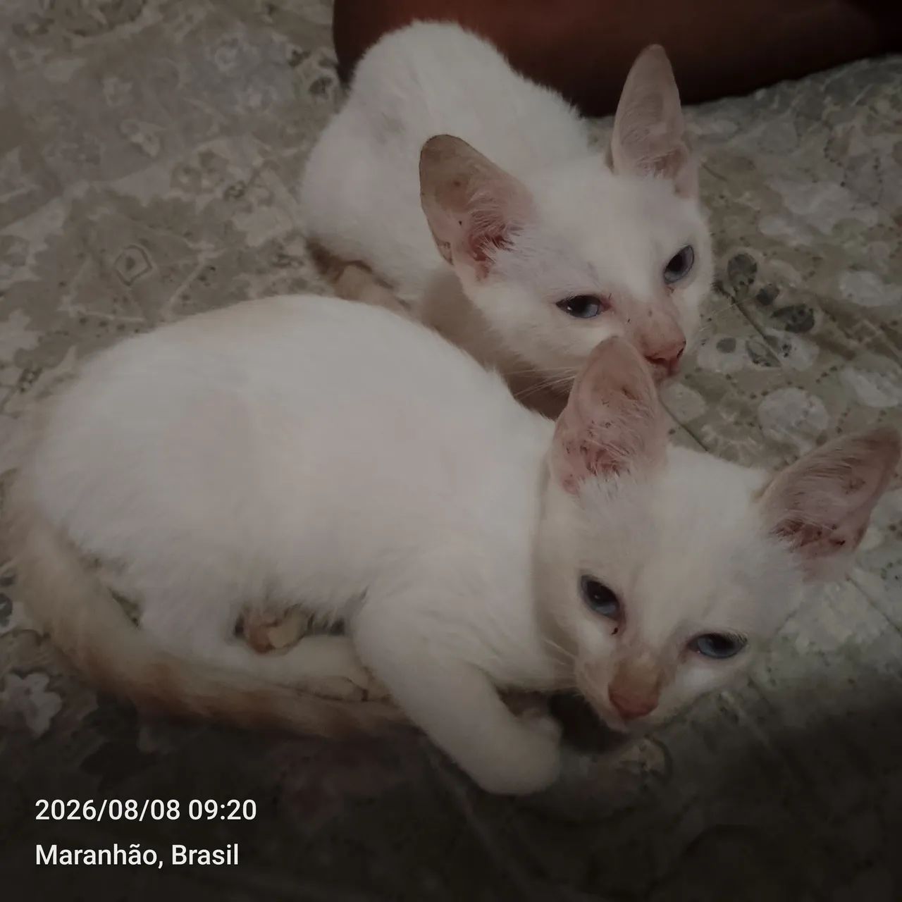 Gato - Foto 3