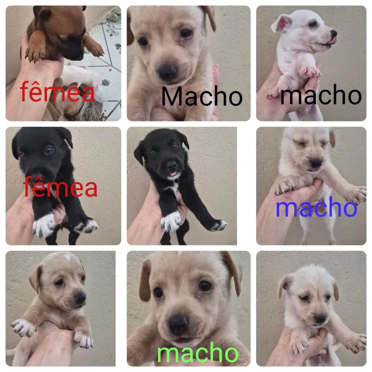 Cachorro 