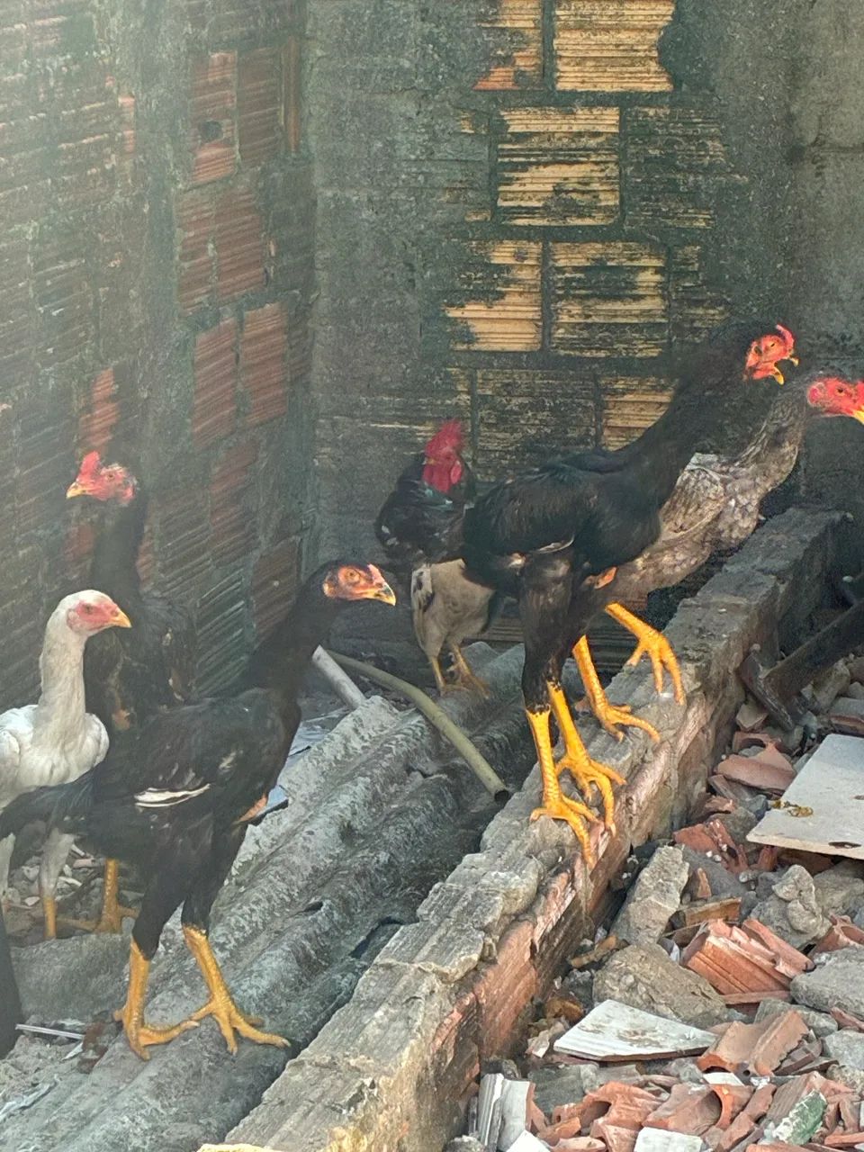 Frango e galinha - Foto 4