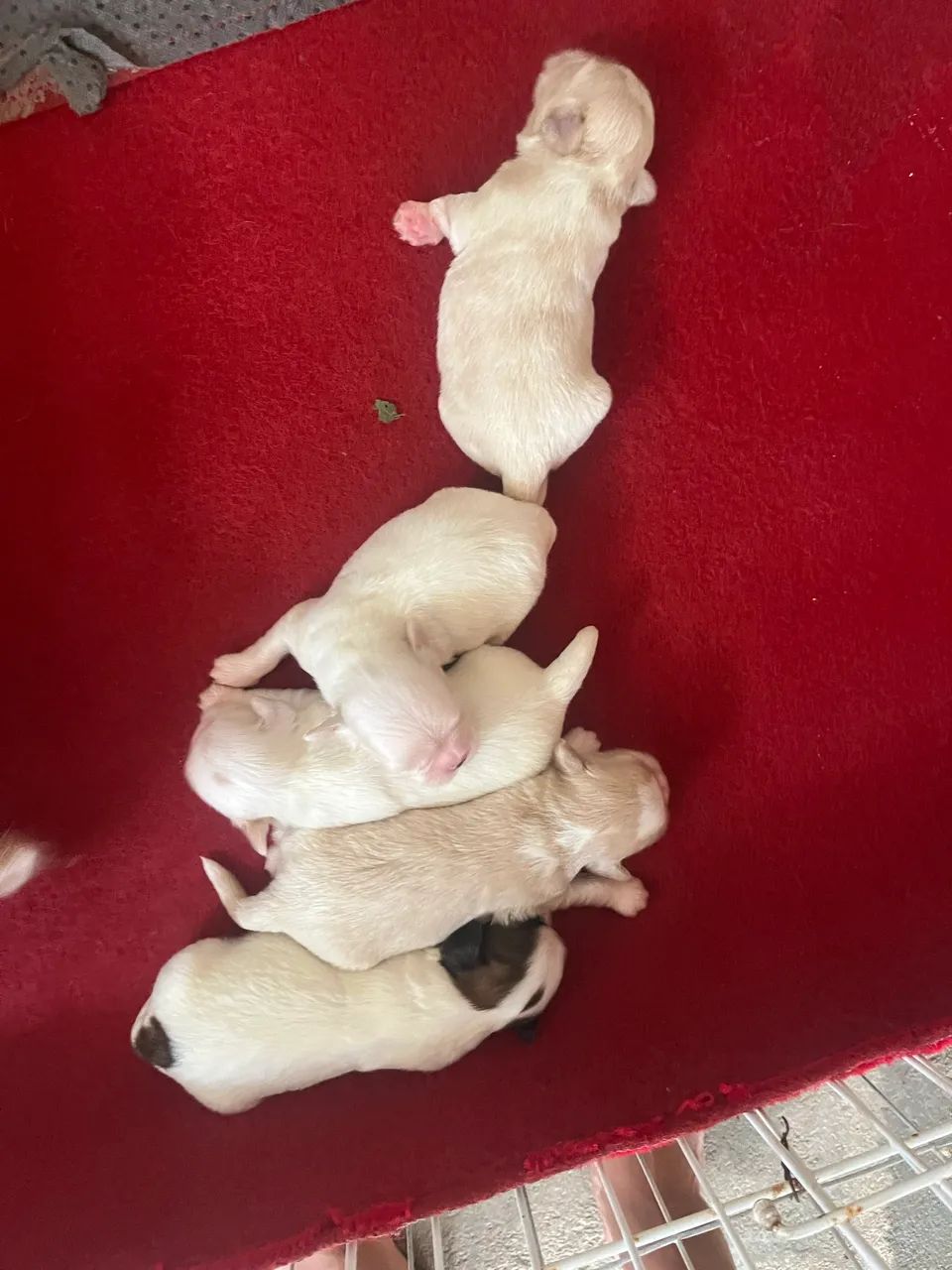 Cachorro  - Foto 3