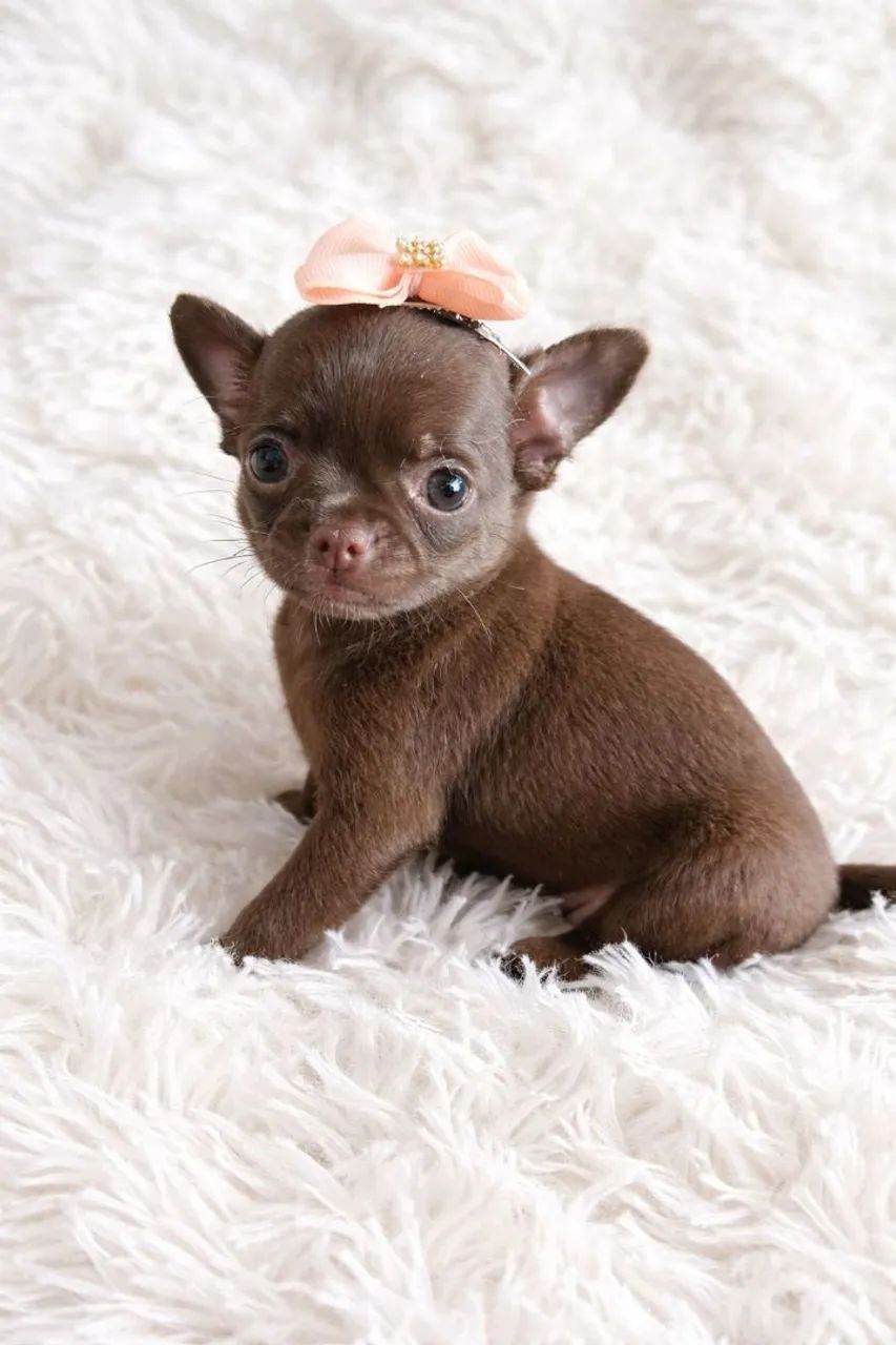 Chihuahua Pêlo Curto Fêmea- Linda Chocolate Pronta Entrega. 