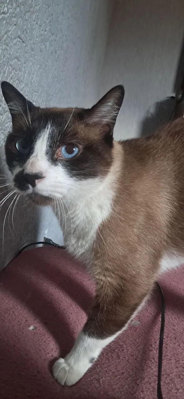 Doa se gato macho castrado 