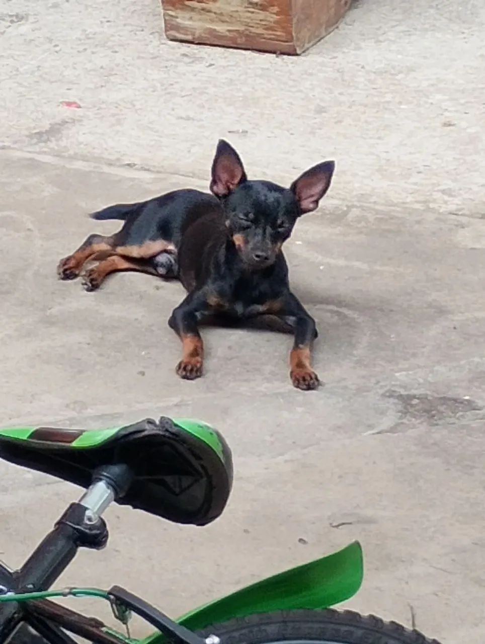 Vendo este Pincher n1 - Foto 4