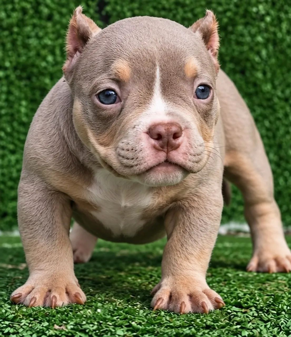 American bully - Foto 3