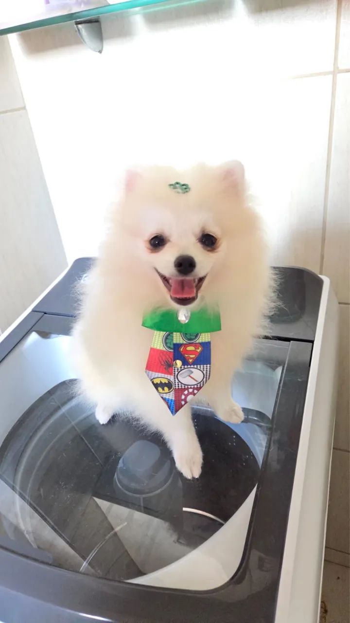 Spitz alemão 4 meses branco 