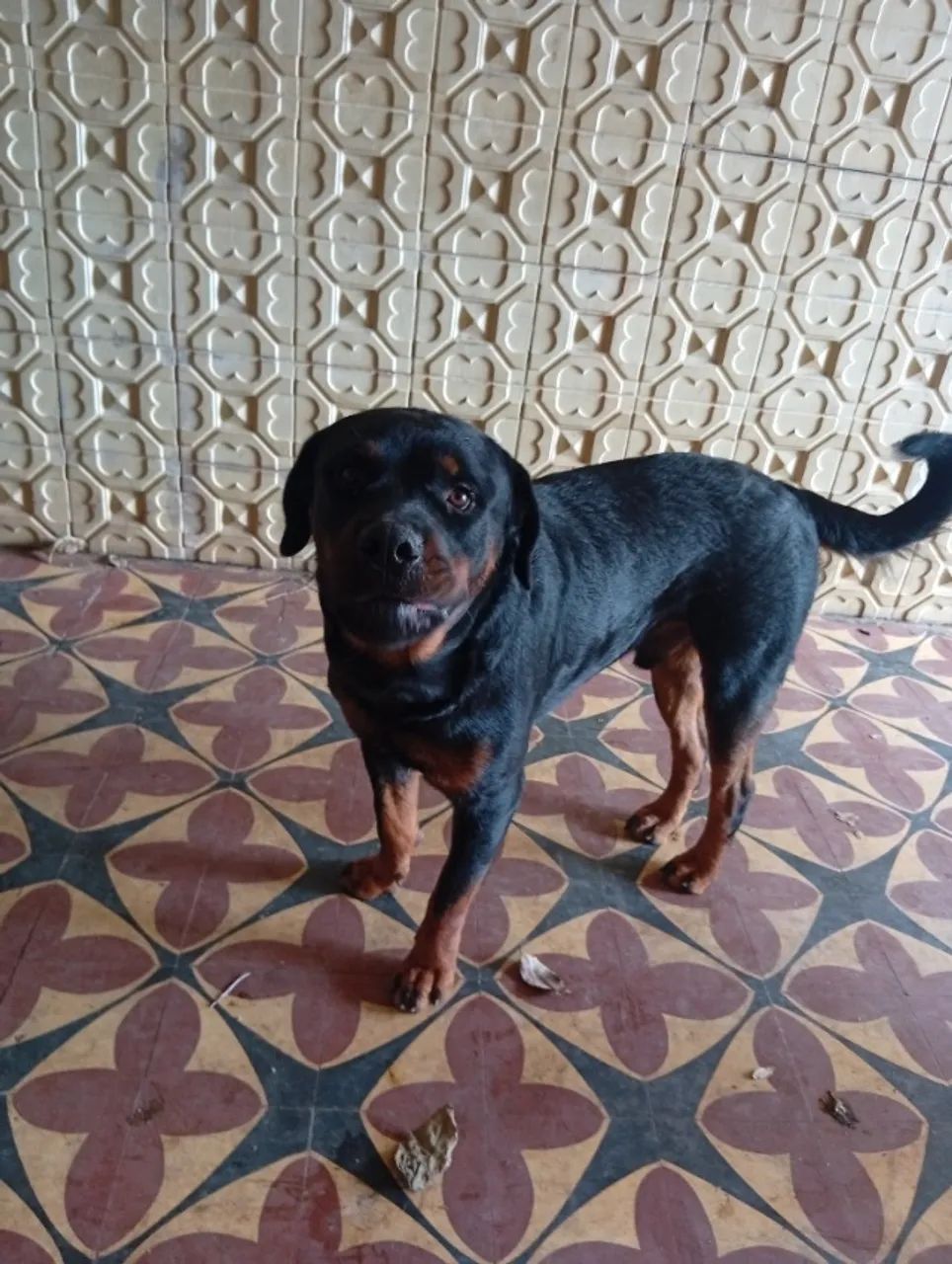 Filhotes de rottweiler  - Foto 5
