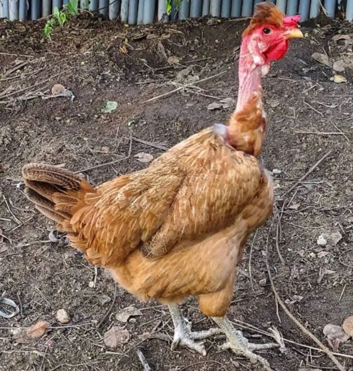 Galinha