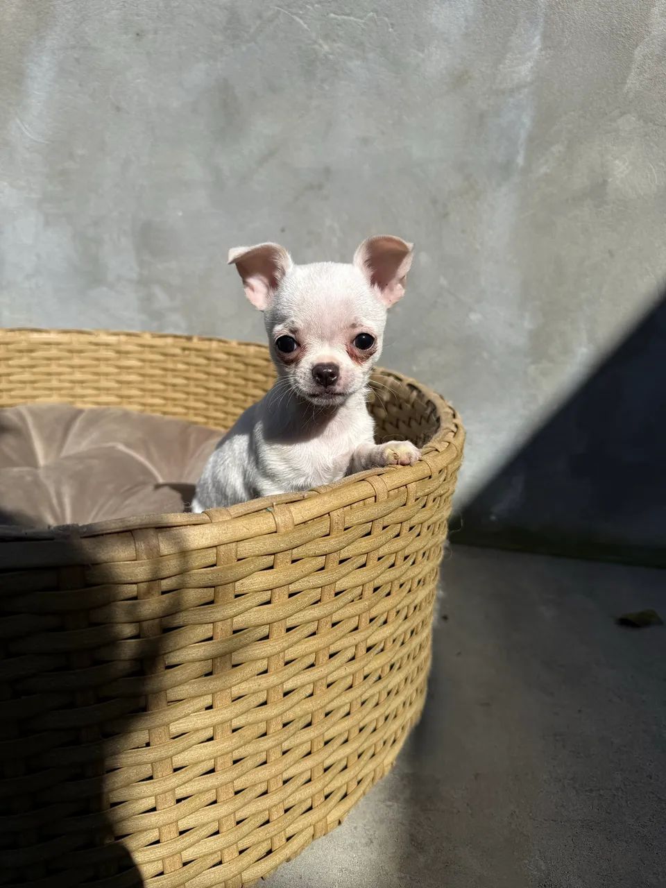 Chihuahua  Fêmea pelo curto micro  - Foto 3