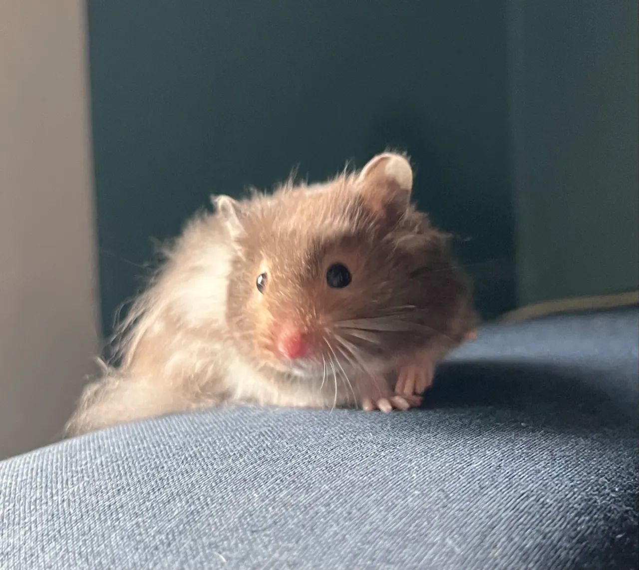Hamsters sírios  - Foto 4