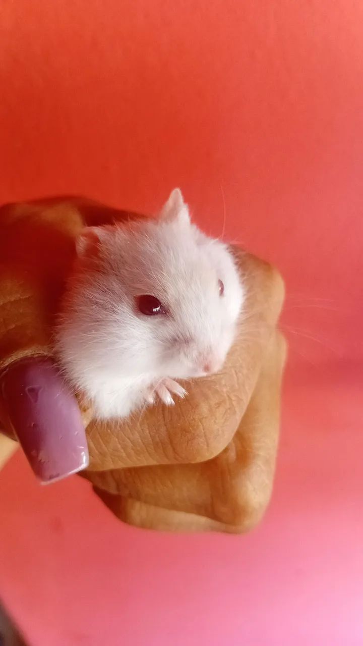 Hamster Filhotinhos  - Foto 3