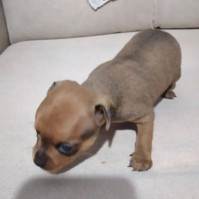 Pincher fêmea  - Foto 2