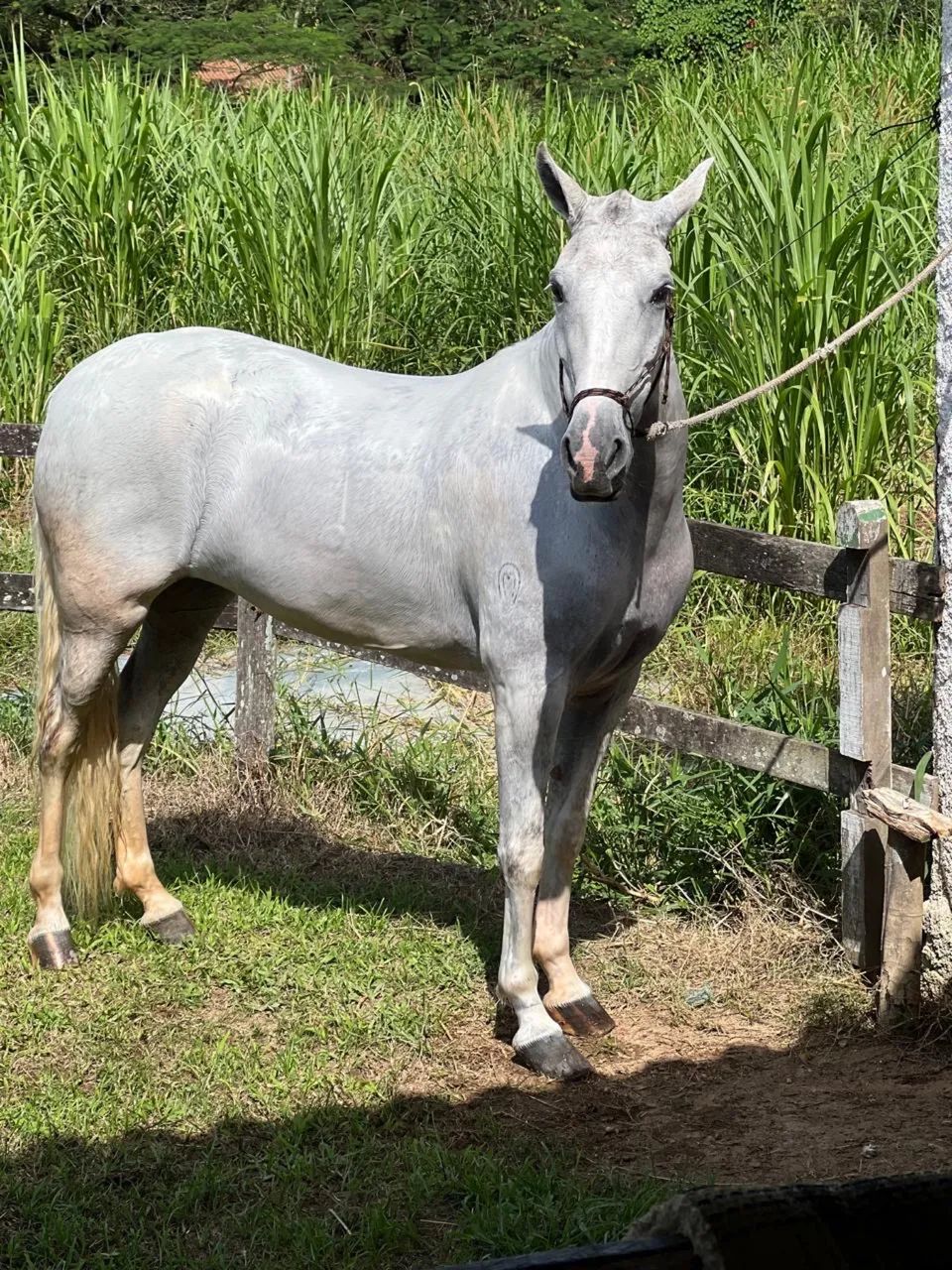 Cavalo mangalarga machador - Foto 2