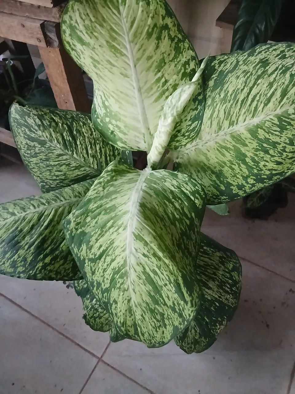 Plantas comigo ninguém pode - Foto 2