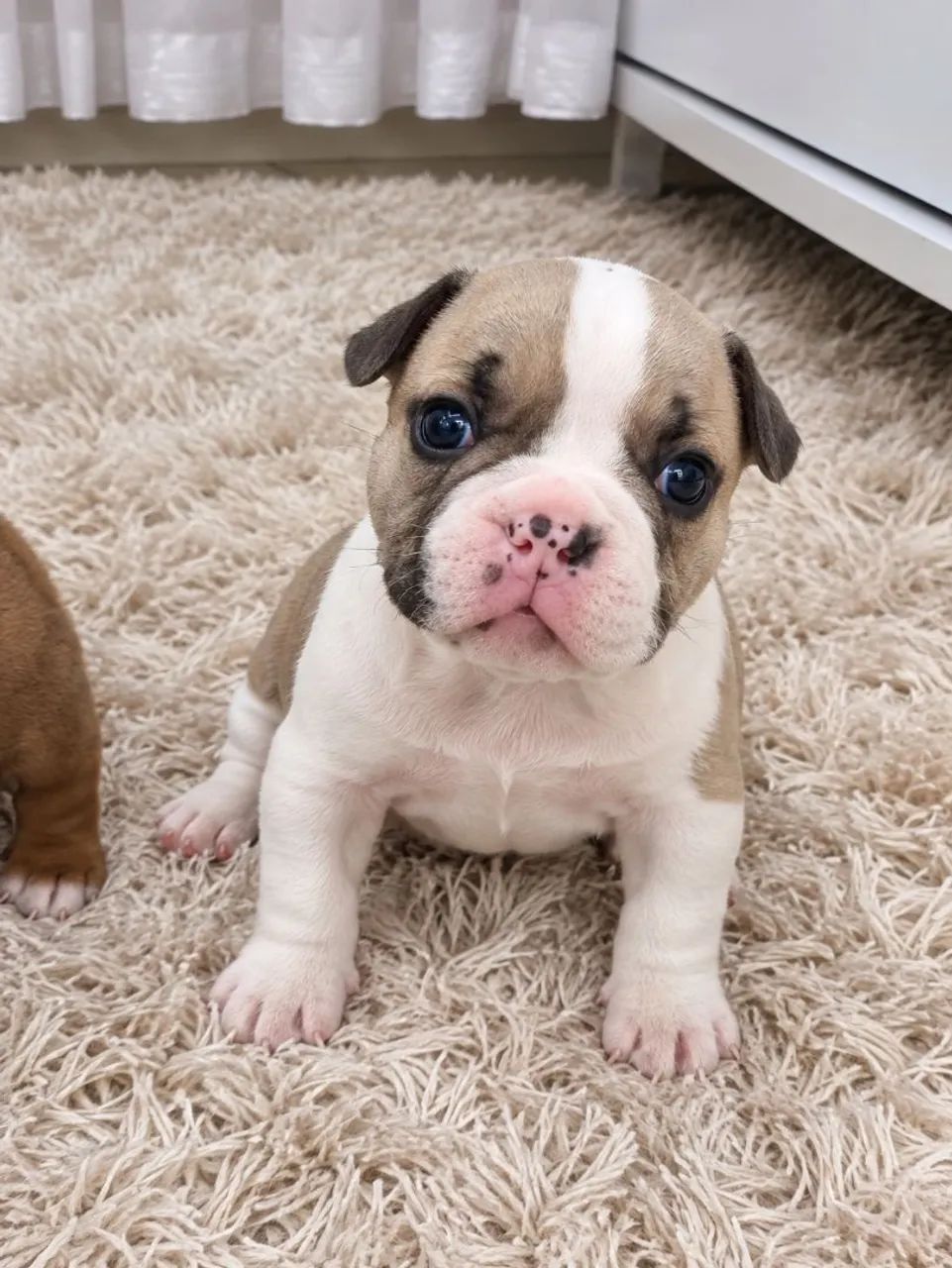 American Bully 
