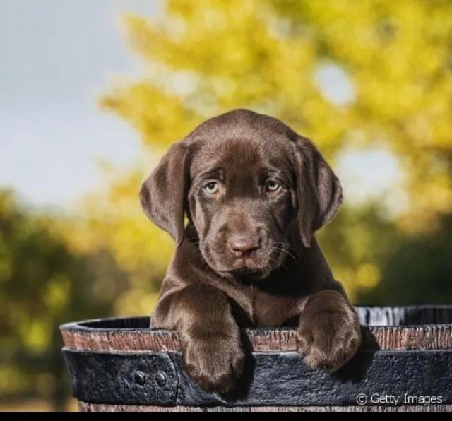 Labrador excelente temperamento 