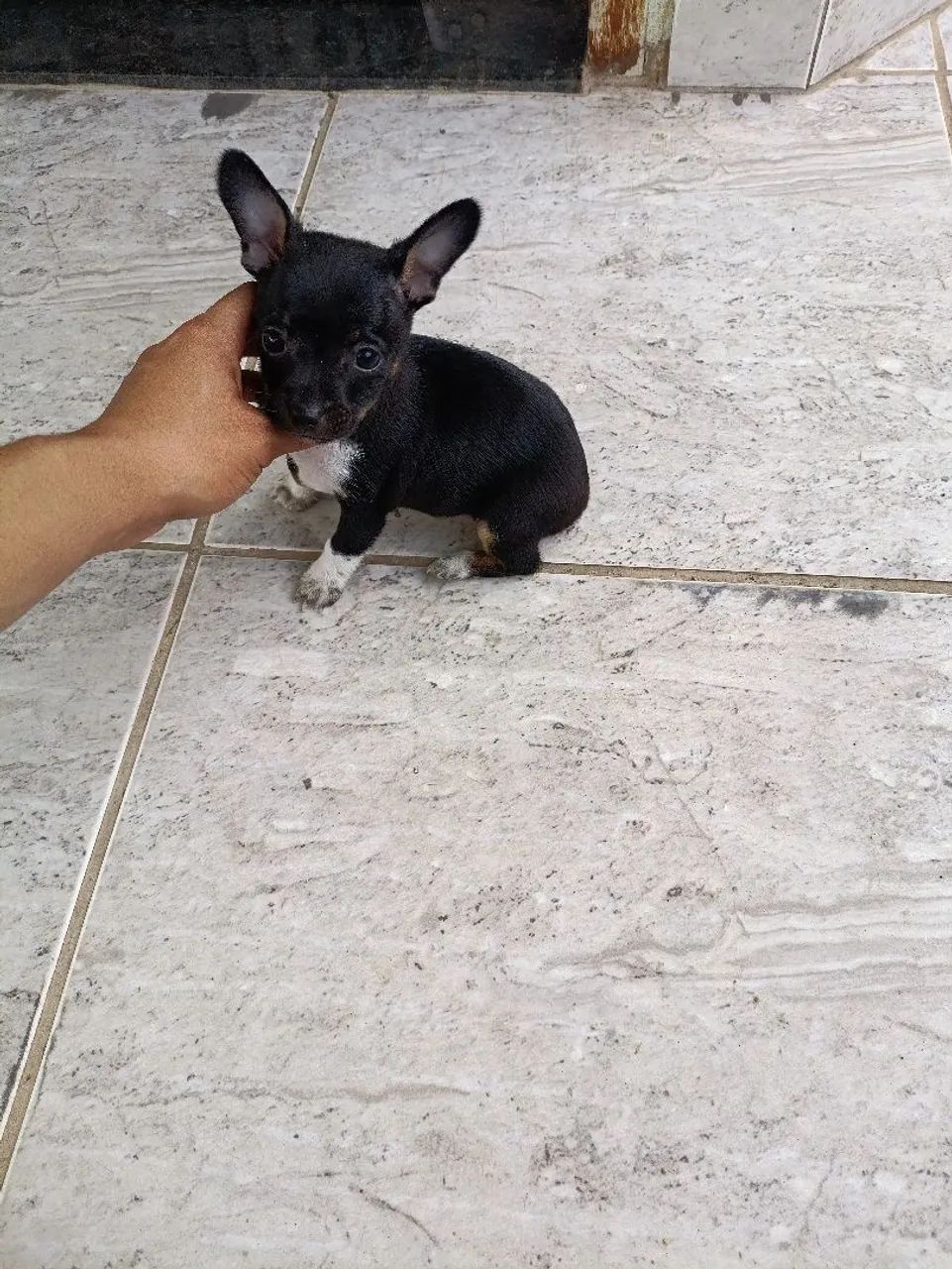 Pinscher Micros 