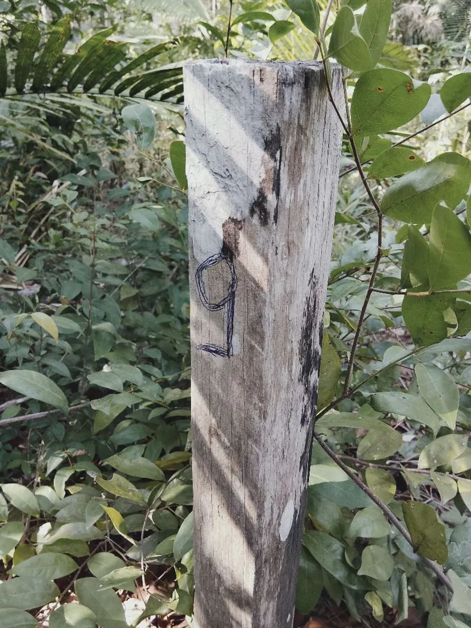 Vendo dois lotes em Alter-do-chão  - Foto 6