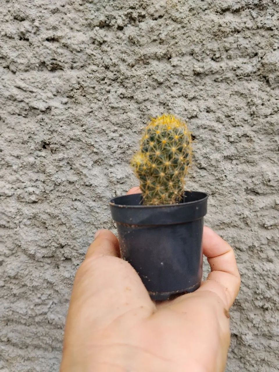 Cactos  - Foto 3