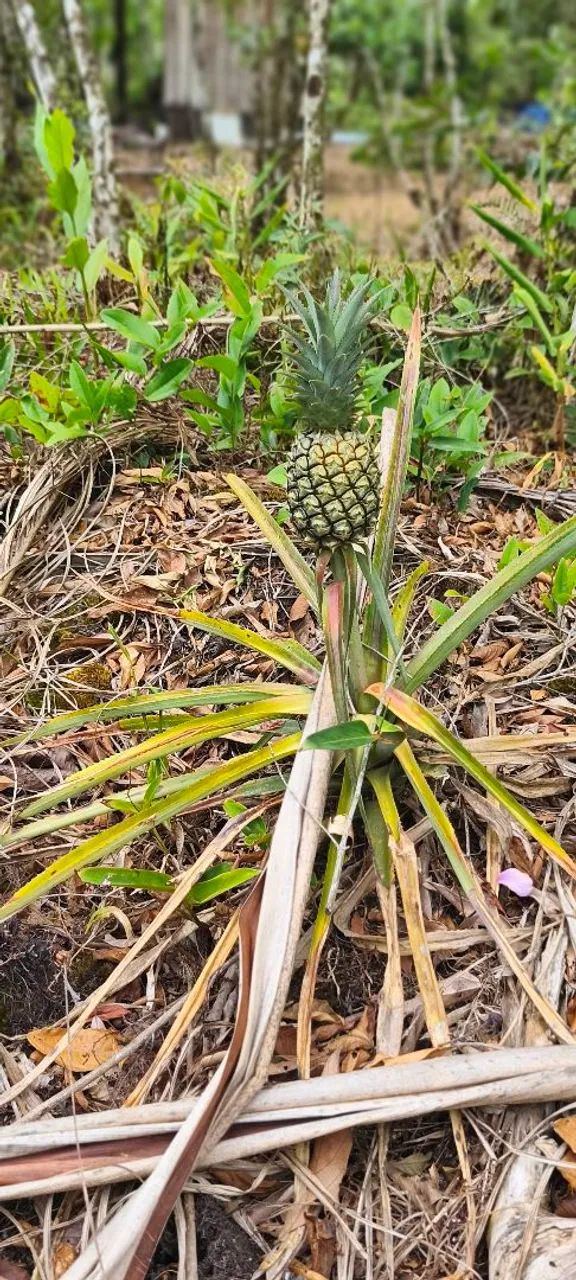 Chácara em Guaratuba  - Foto 5