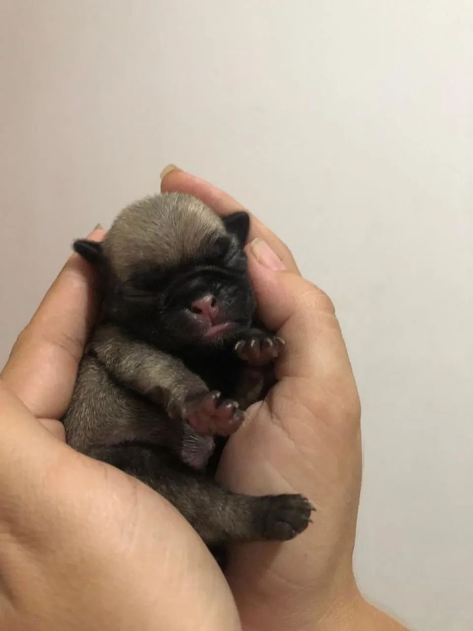 Pug