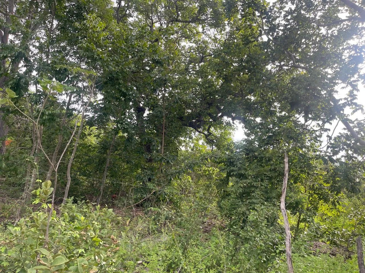 Propriedade Rural - Foto 4
