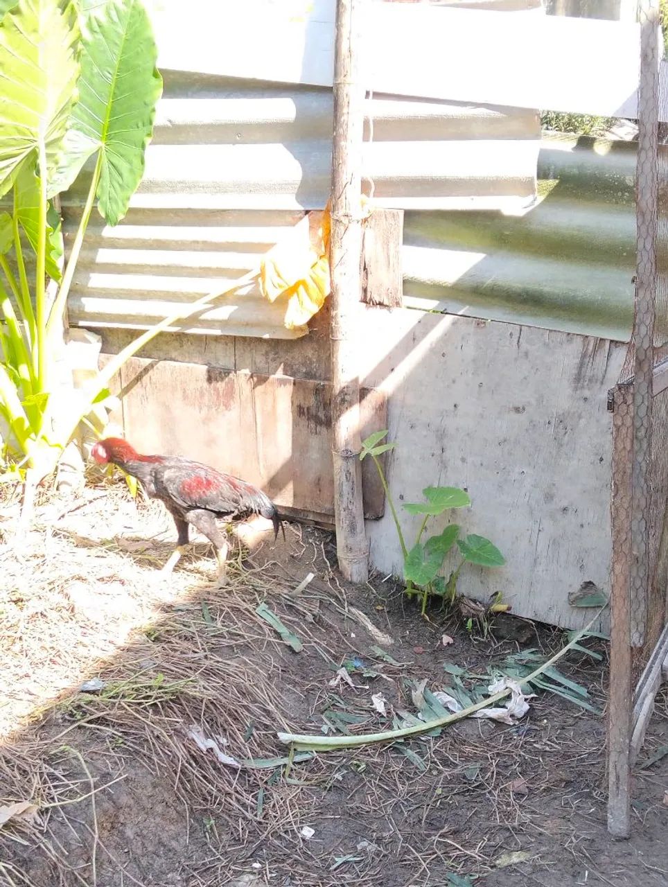 vendo esse frango carioca de ótima qualidade e genética  - Foto 2