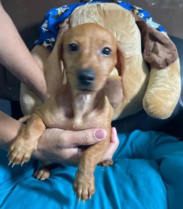 Vende se lindos filhotes de Dachshund mas conhecidos como salsichinhas!! - Foto 5