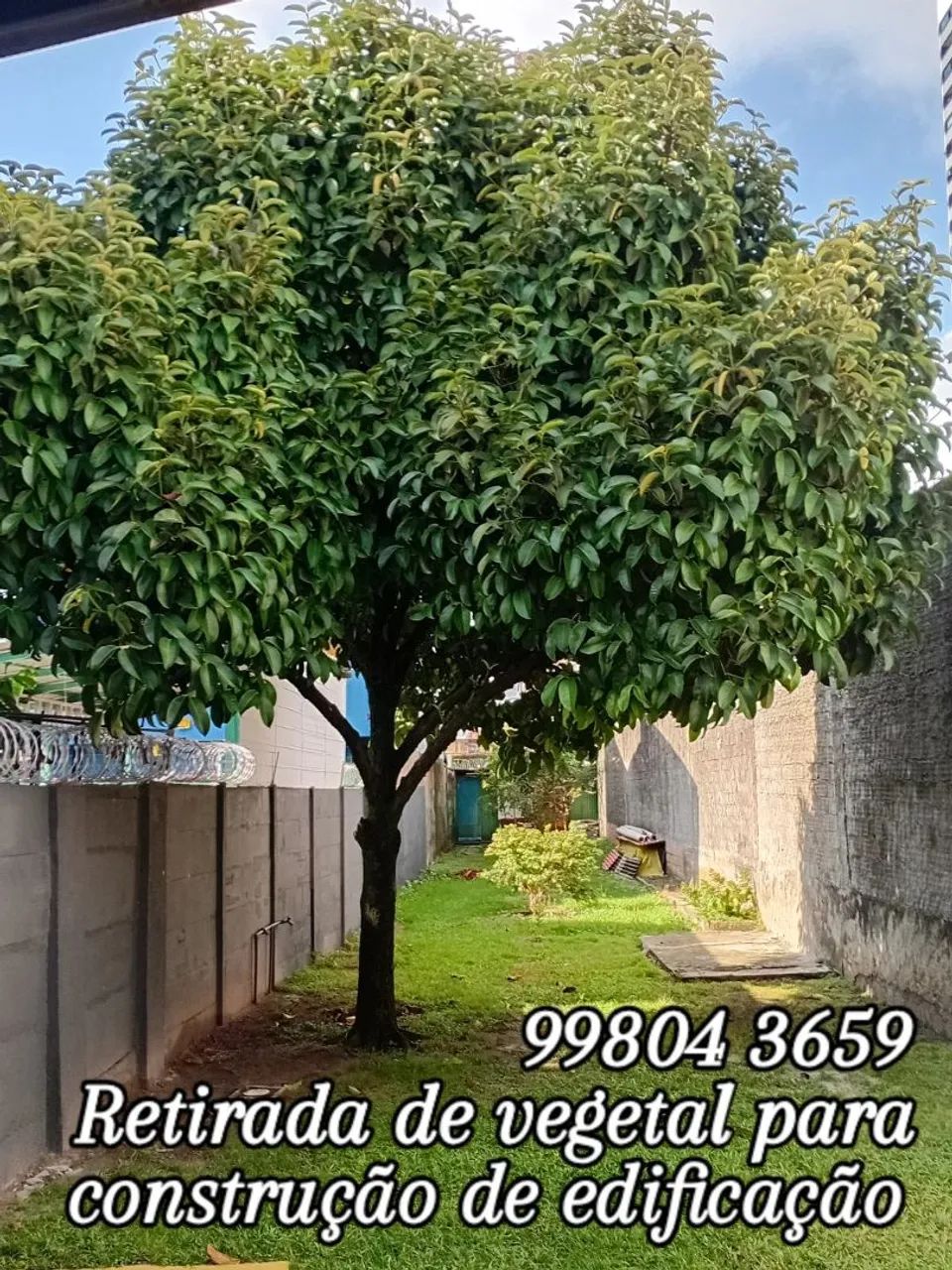 CORTE, PODA, RETIRADA DE ÁRVORES  - Foto 2