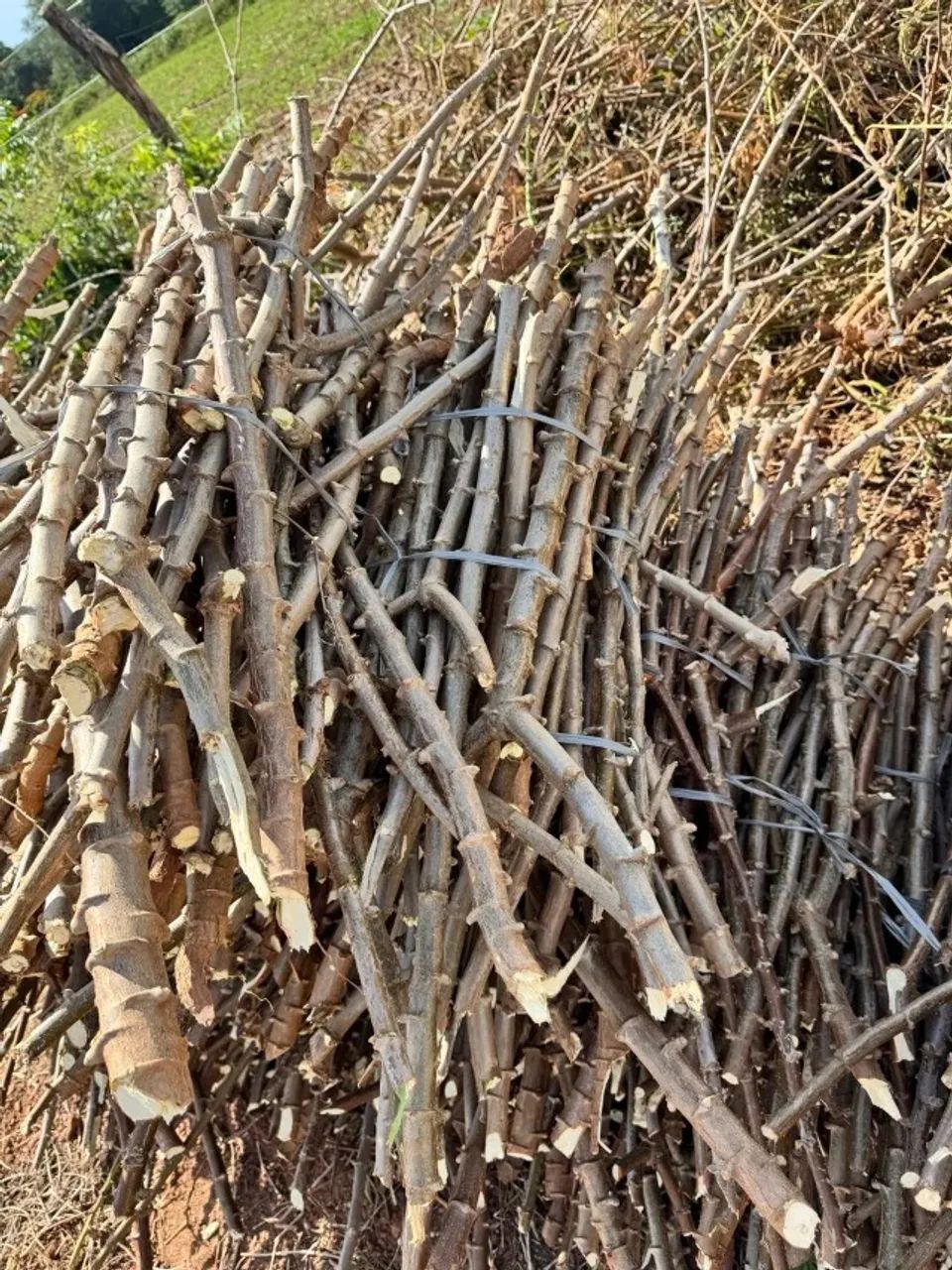 Caixa de Mandioca Amarelinha Super Macia Tenho Manivas Mudas Também - Foto 6