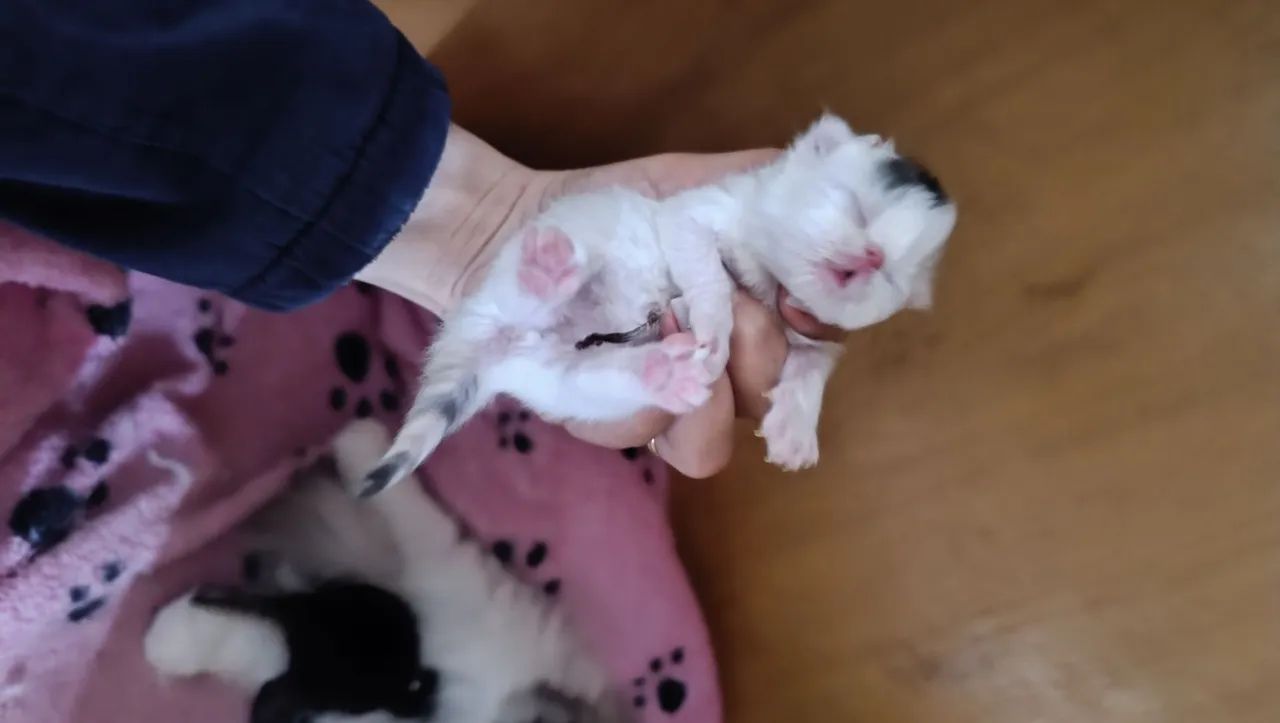 Gatinhos persa para reserva  - Foto 2
