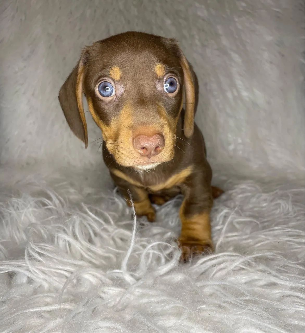 dachshund salsichinha  - Foto 4