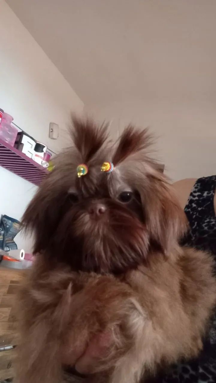 Shih Tzu Fêmea microzinha  - Foto 4