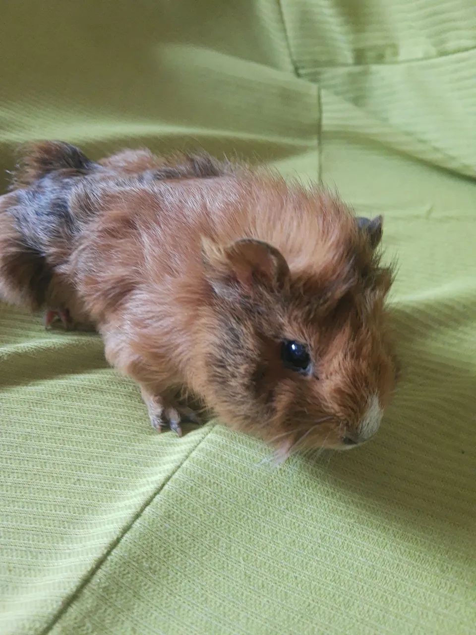 Porquinhos da índia 437443708270028804