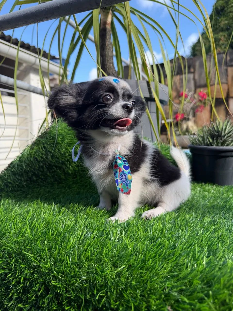 Chihuahua Machinho  - Foto 3
