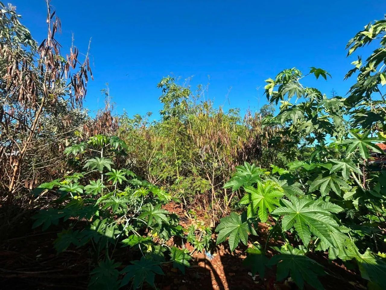 TERRENO À VENDA NO BARÃO GERALDO EM CAMPINAS/SP - Foto 5