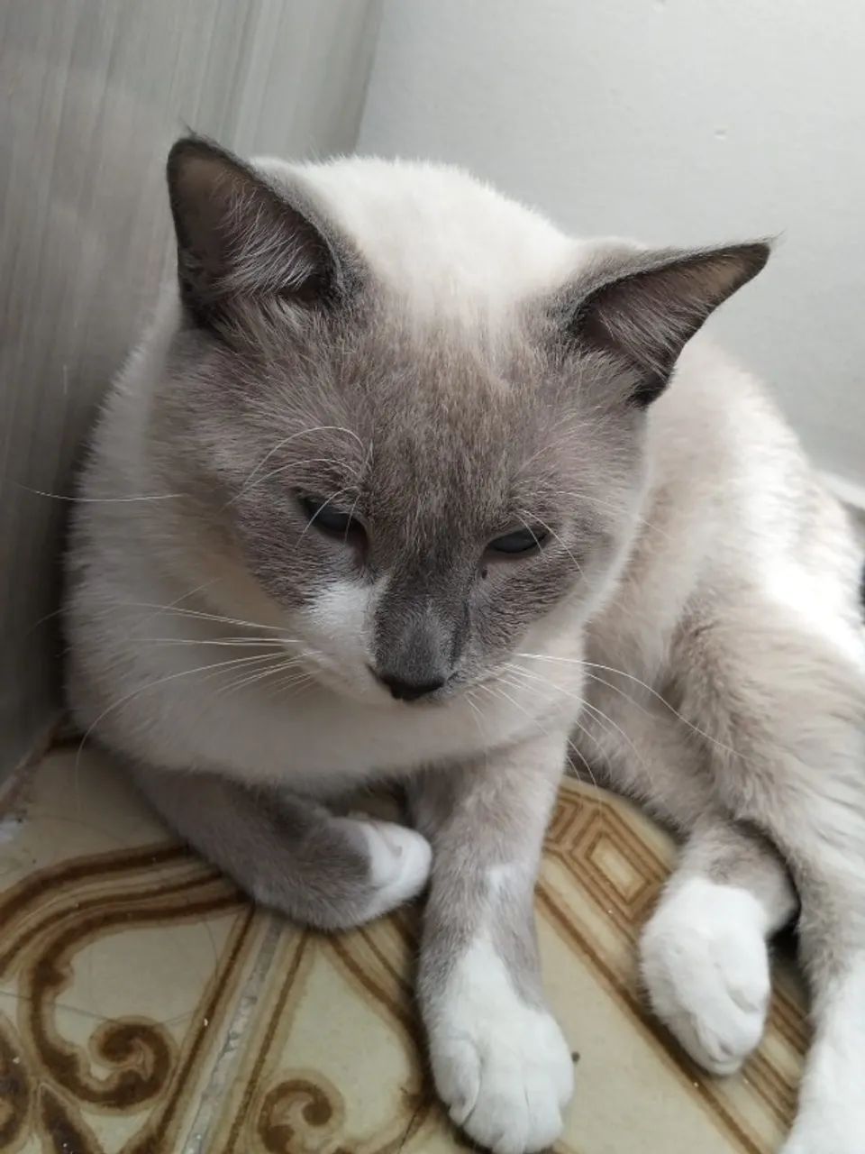 gato macho - Foto 3