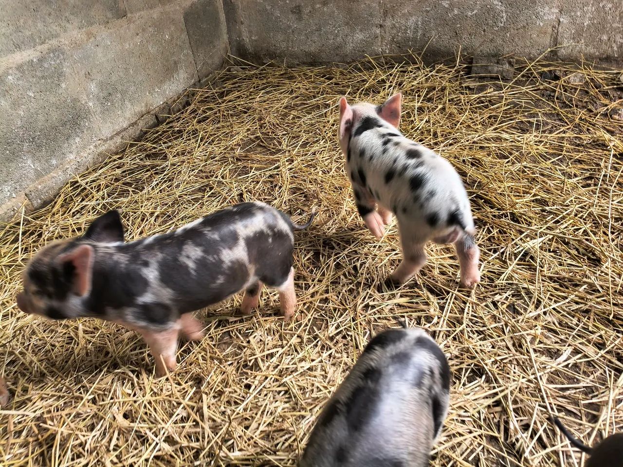 Mini porco / mini pig  - Foto 2