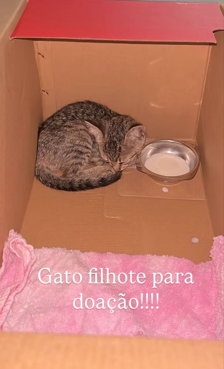 Gato filho para doação 