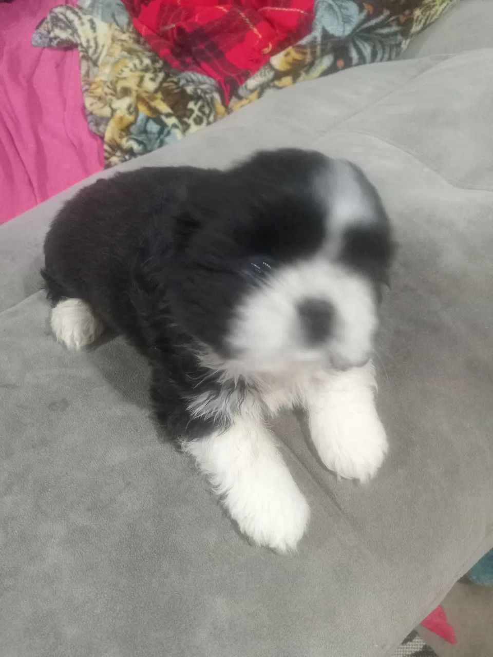 FILHOTE SHITZU MACHO COM 2 MESES  - Foto 3